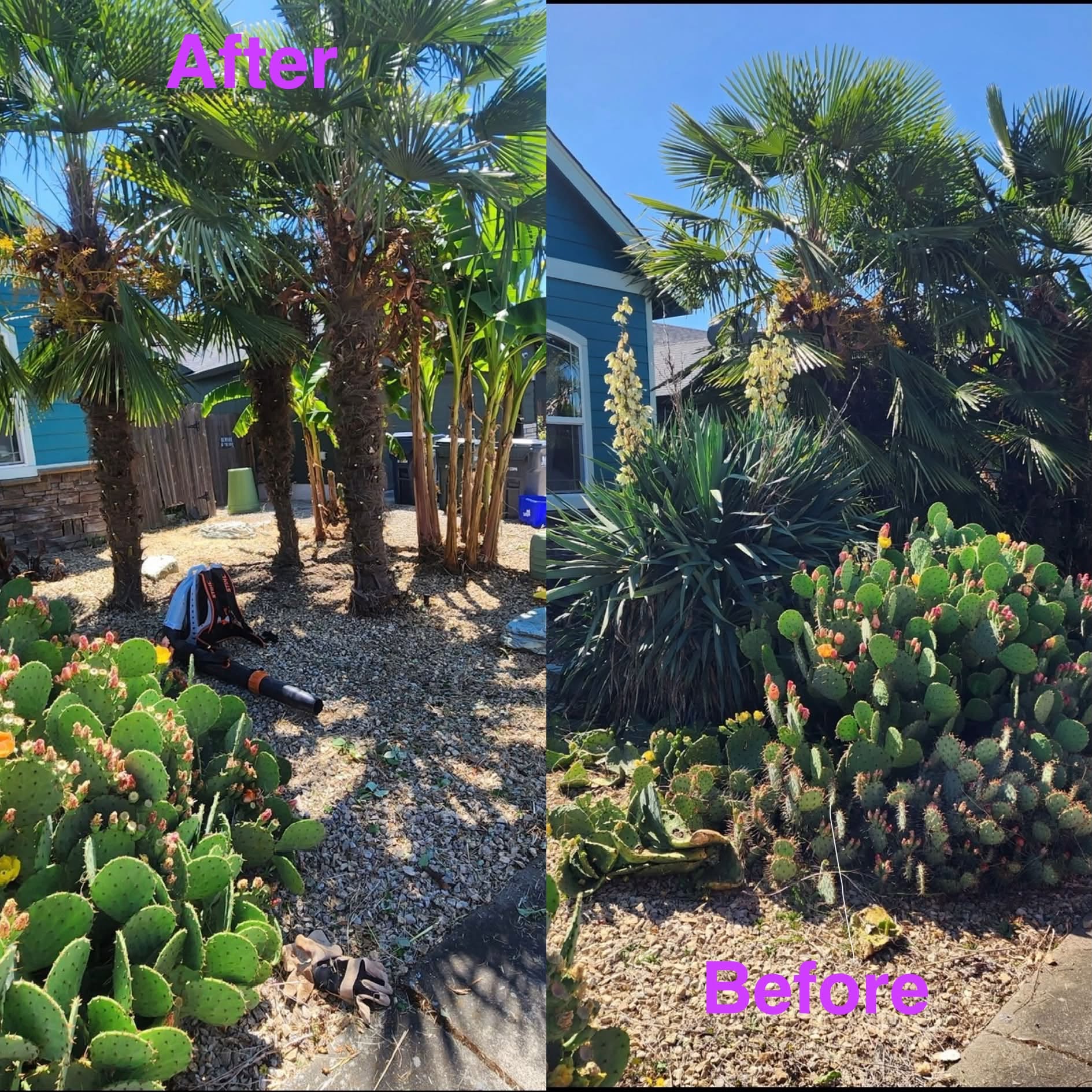 Before and after palm pruning and rock garden debris clearing