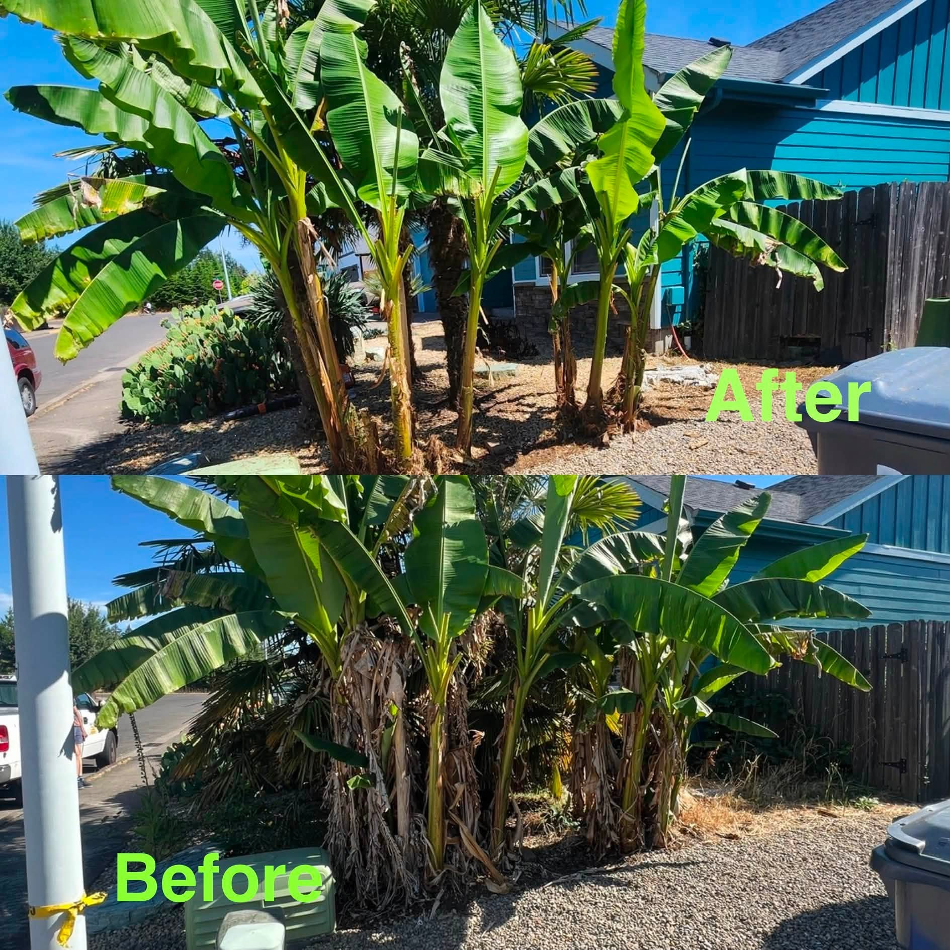 Before and after banana tree pruning and ground overgrowth clearing